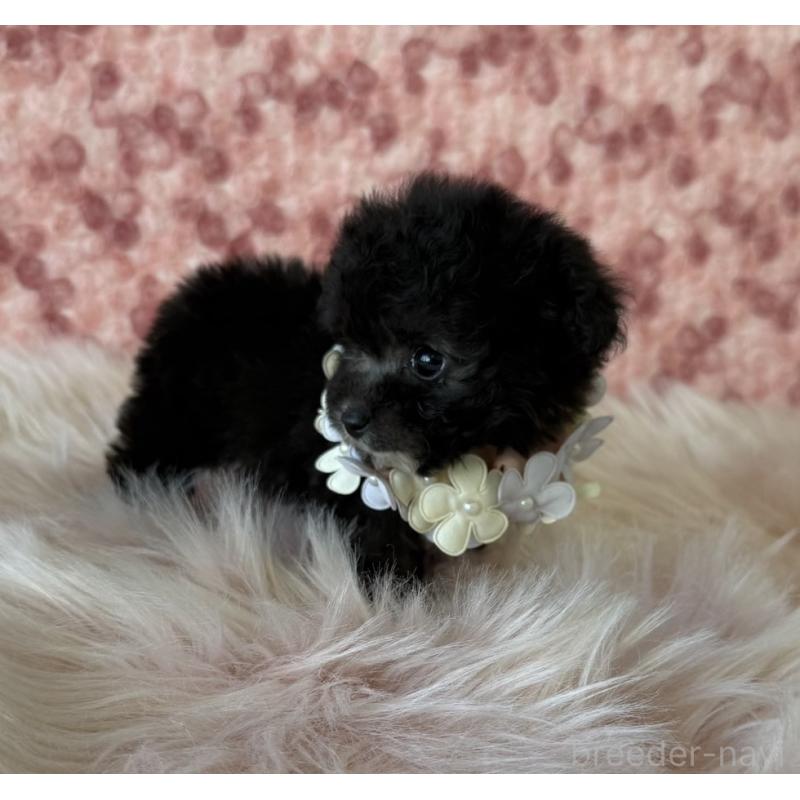 販売中の福岡県のティーカッププードル-430649の3枚目