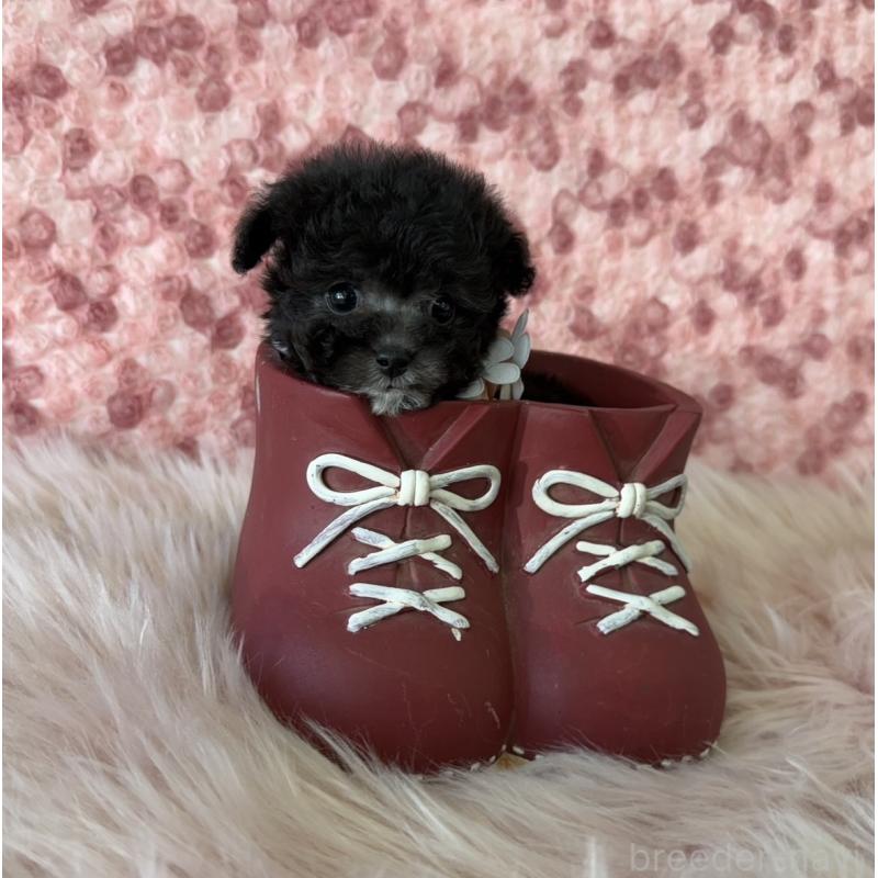 販売中の福岡県のティーカッププードル-430649の2枚目