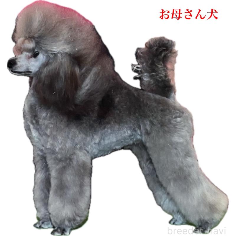 アンジュちゃん1枚目