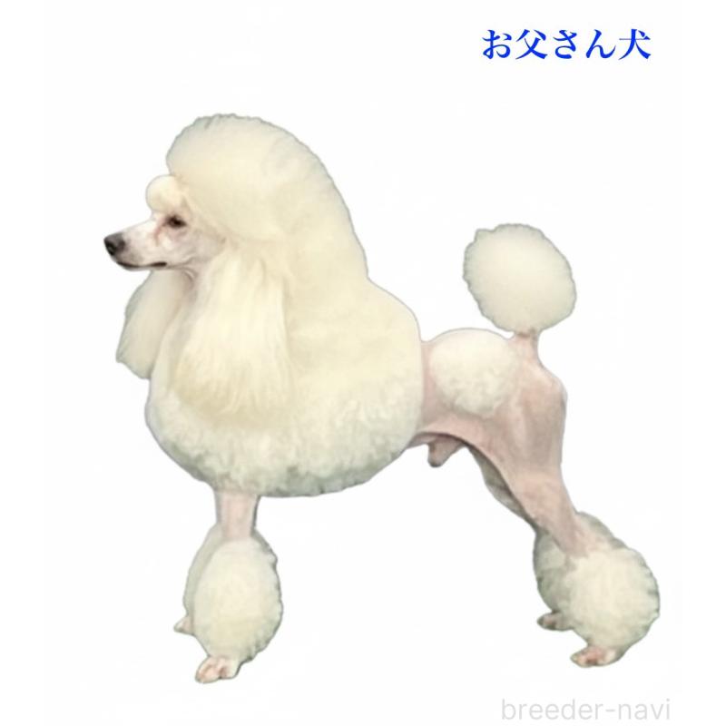 販売中の福岡県のトイプードル-430505の6枚目