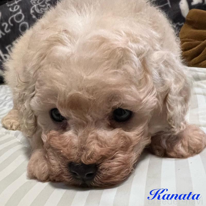 販売中の福岡県のトイプードル-430505の2枚目