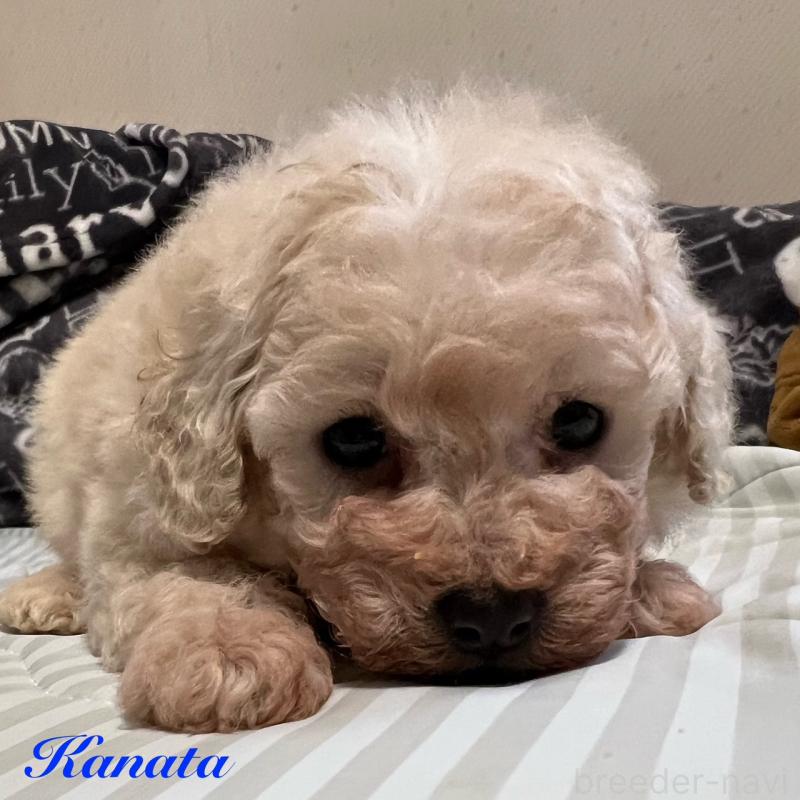 販売中の福岡県のトイプードル-430505の1枚目