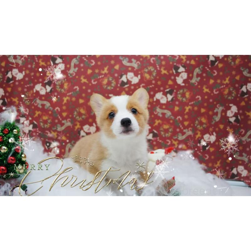 販売中の千葉県のウェルシュコーギーペンブローク-430506の5枚目