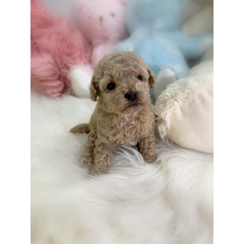 販売中の香川県のタイニープードル-430507の6枚目