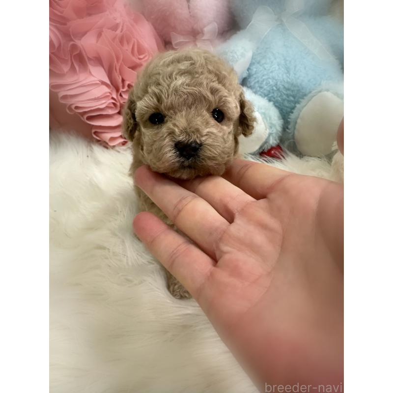 販売中の香川県のタイニープードル-430507の5枚目