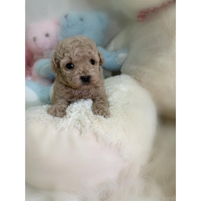 販売中の香川県のタイニープードル-430507の4枚目