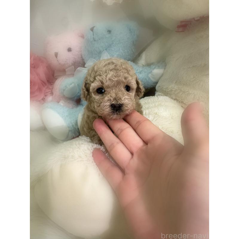 販売中の香川県のタイニープードル-430507の3枚目