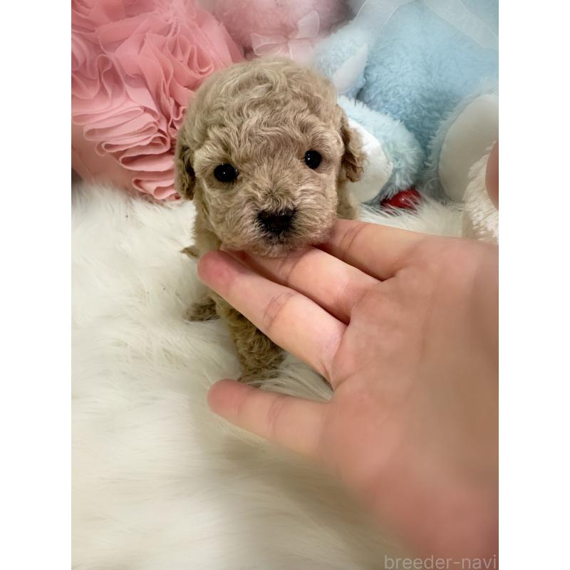 販売中の香川県のタイニープードル-430507の2枚目