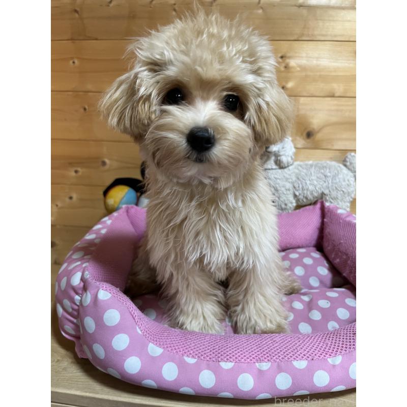 販売中の埼玉県のマルプー:マルチーズ×トイプードル-403918の5枚目