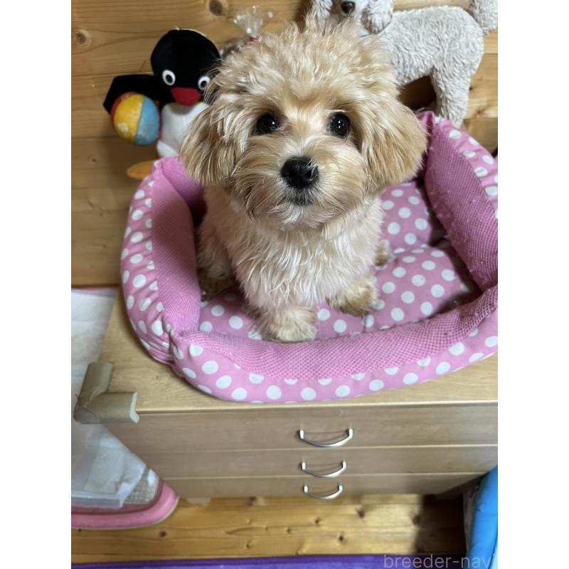 販売中の埼玉県のマルプー:マルチーズ×トイプードル-403918の4枚目