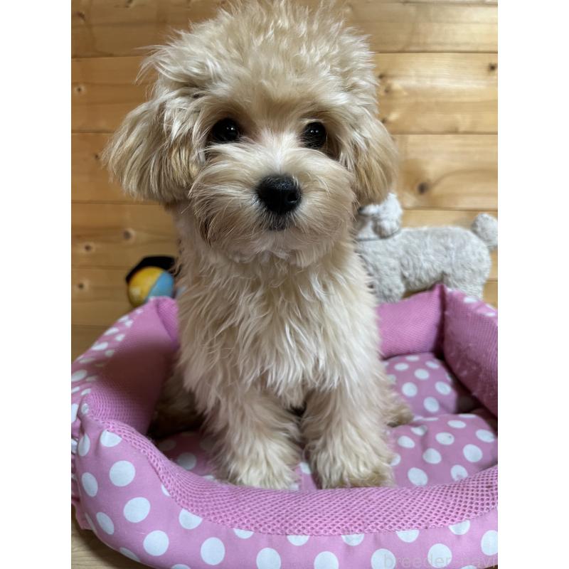 販売中の埼玉県のマルプー:マルチーズ×トイプードル-403918の3枚目