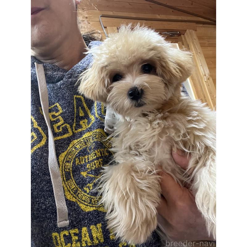 販売中の埼玉県のマルプー:マルチーズ×トイプードル-403918の2枚目