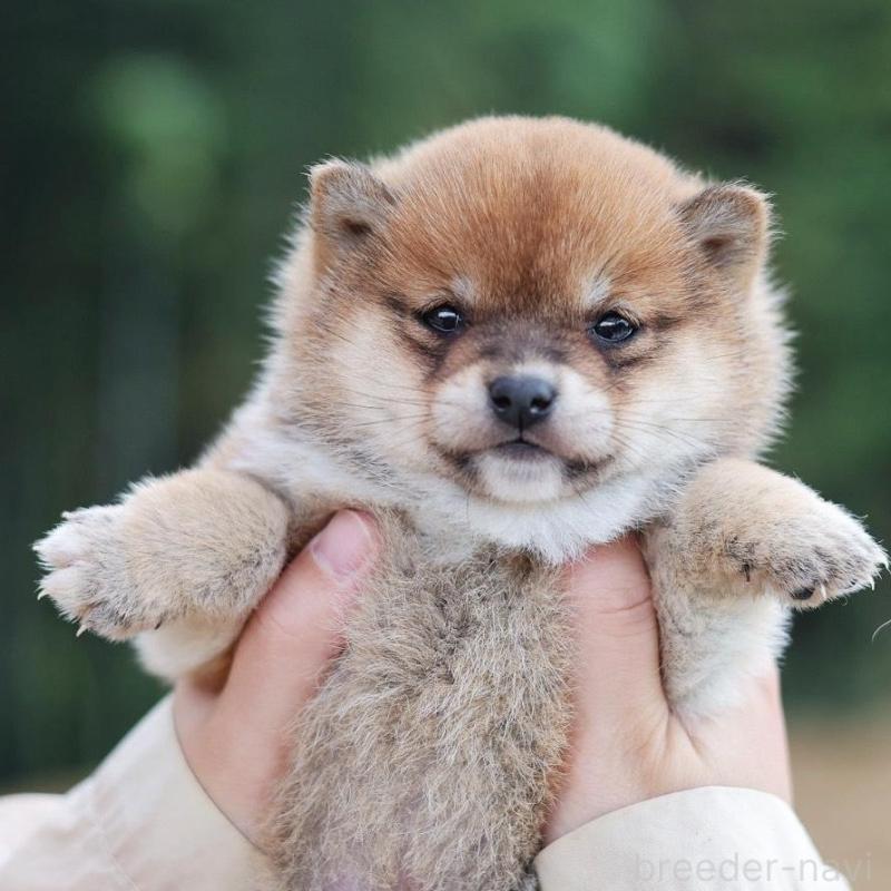 販売中の千葉県の豆柴-430508の6枚目