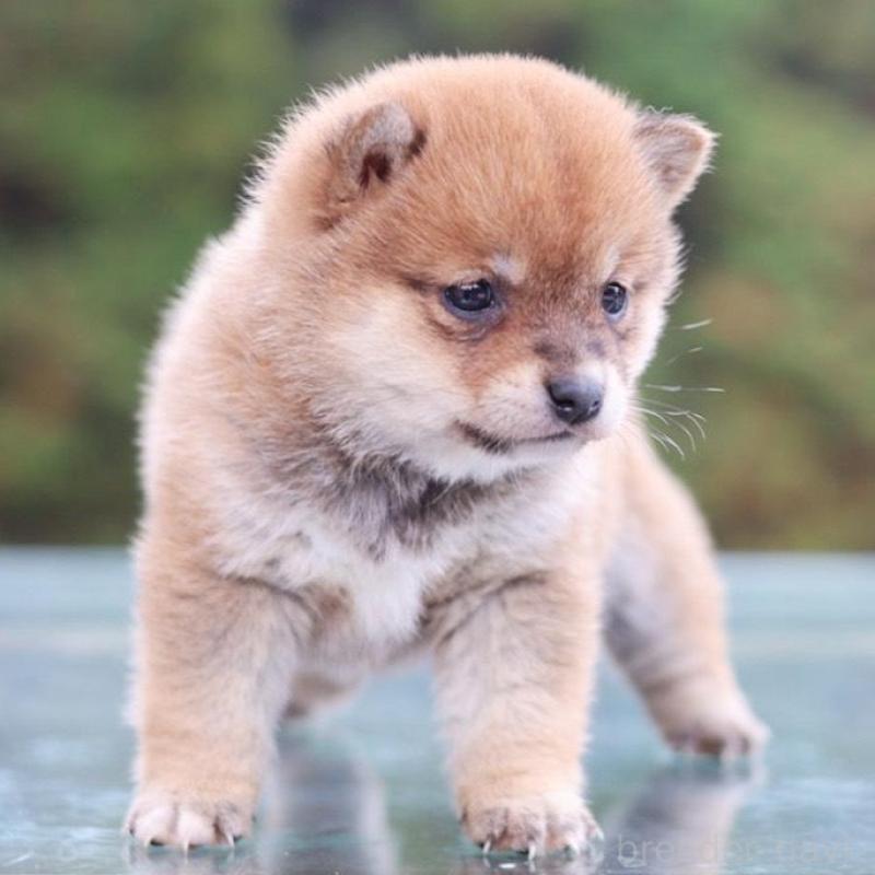 販売中の千葉県の豆柴-430508の5枚目