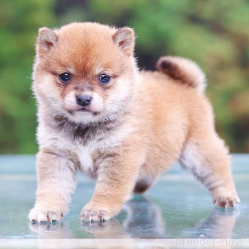 販売中の千葉県の豆柴-430508の3枚目