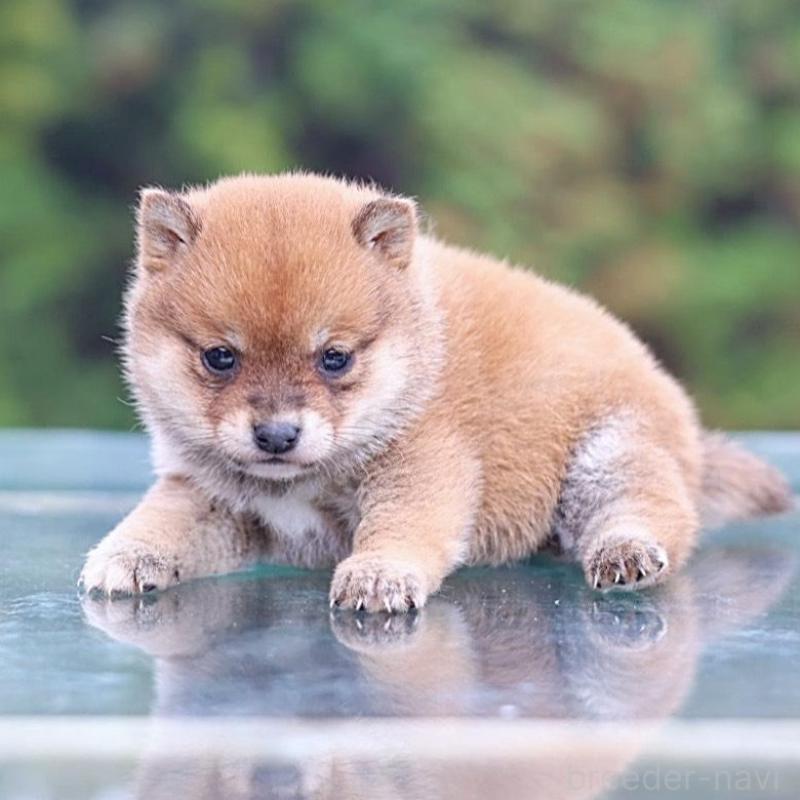 販売中の千葉県の豆柴-430508の2枚目