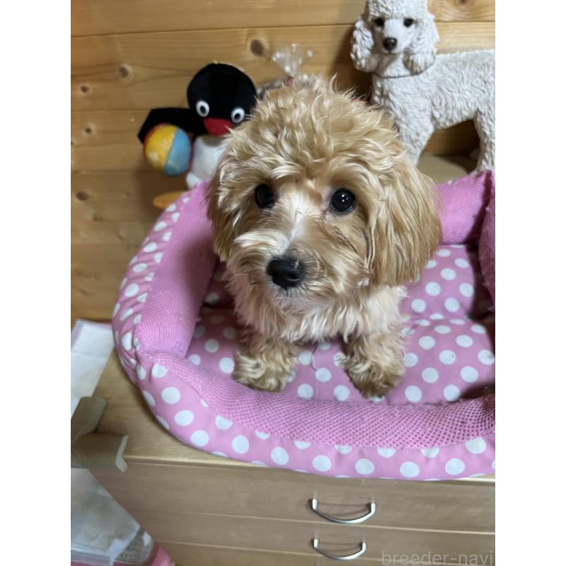 販売中の埼玉県のミックス犬-403916の3枚目