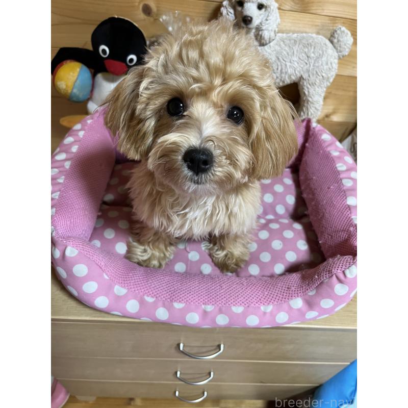 販売中の埼玉県のミックス犬-403916の2枚目