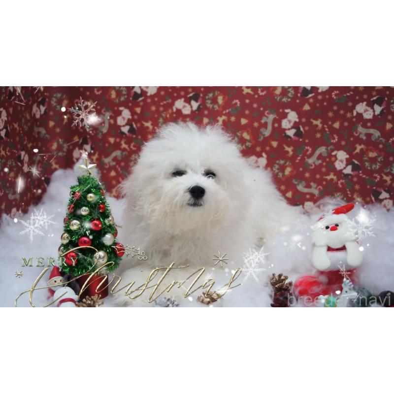 商談中の千葉県のビションフリーゼ-403668の3枚目