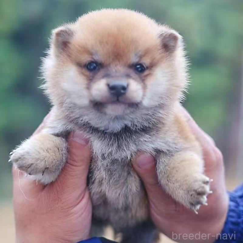 販売中の千葉県の豆柴-430509の6枚目