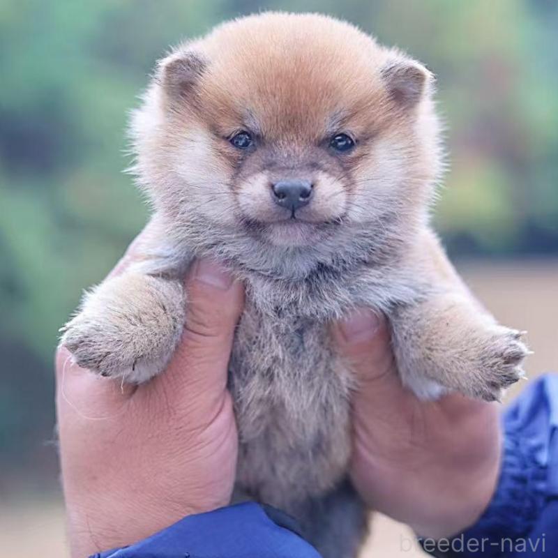 販売中の千葉県の豆柴-430509