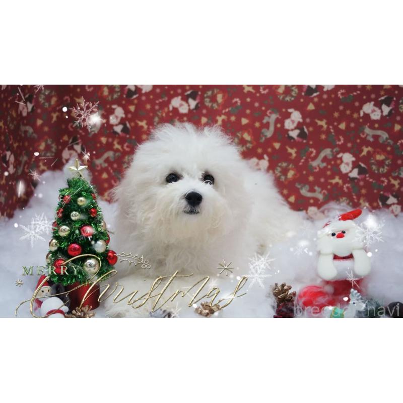 商談中の千葉県のビションフリーゼ-403668の2枚目