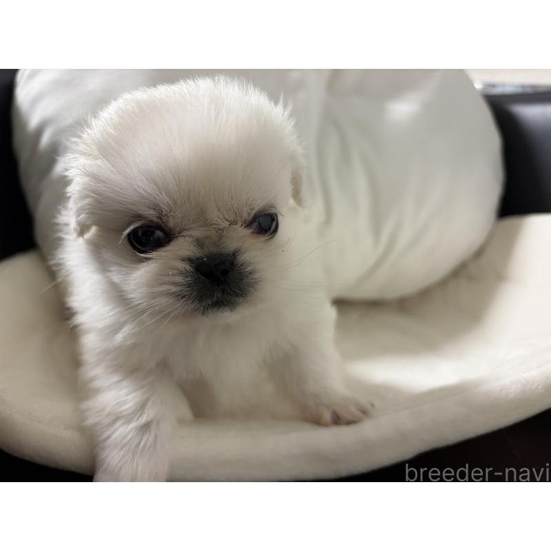 販売中の長野県のペキニーズ-430512の4枚目