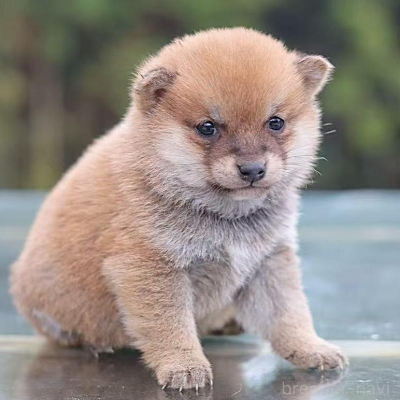 販売中の千葉県の豆柴-430509の4枚目