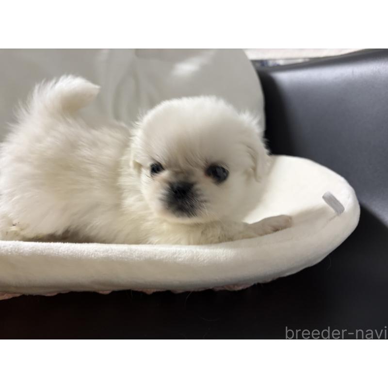 販売中の長野県のペキニーズ-430512の3枚目