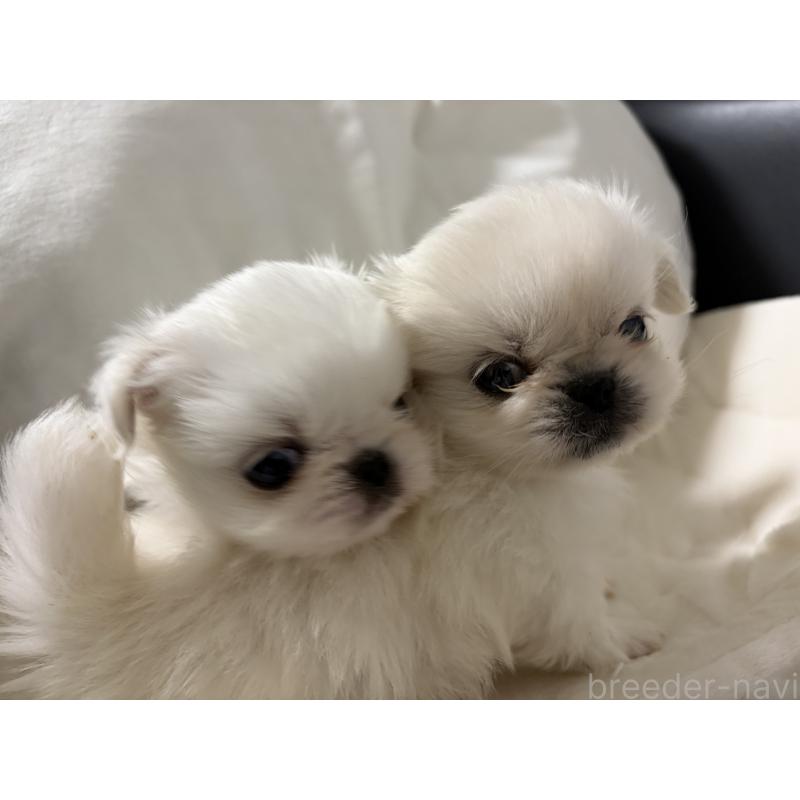 販売中の長野県のペキニーズ-430512の2枚目