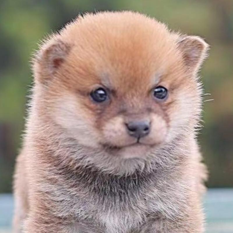 販売中の千葉県の豆柴-430509の2枚目