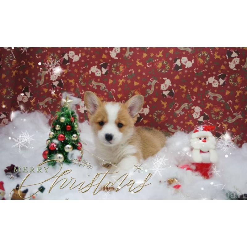 販売中の千葉県のウェルシュコーギーペンブローク-430516の6枚目