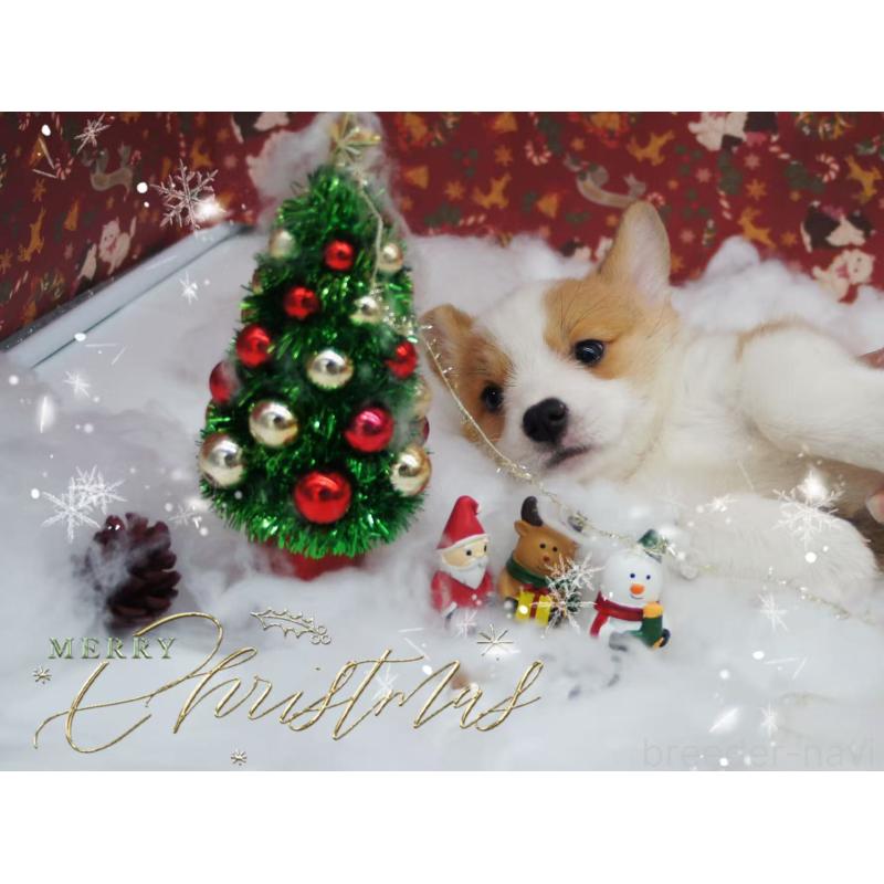 販売中の千葉県のウェルシュコーギーペンブローク-430516の5枚目