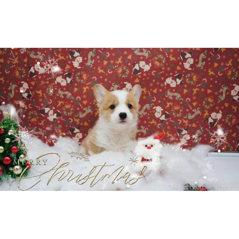 販売中の千葉県のウェルシュコーギーペンブローク-430516の4枚目