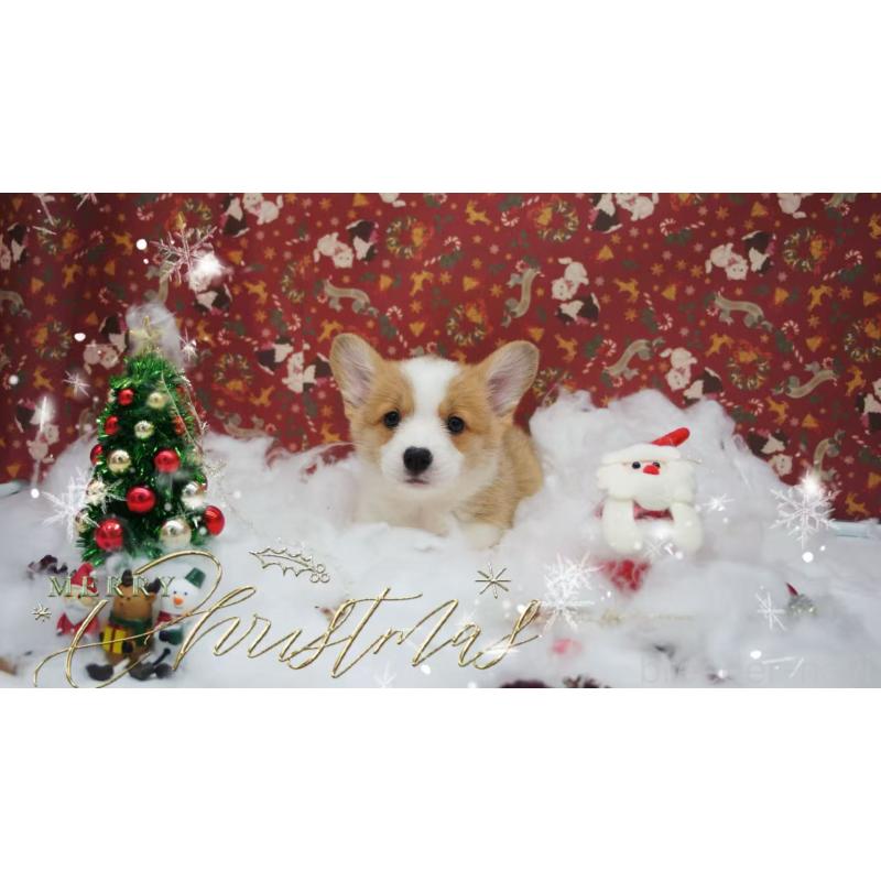 販売中の千葉県のウェルシュコーギーペンブローク-430516の3枚目