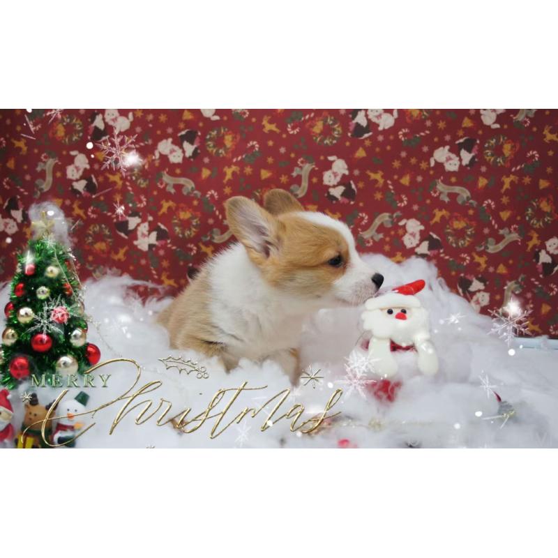 販売中の千葉県のウェルシュコーギーペンブローク-430516の2枚目