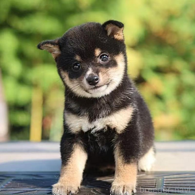 販売中の千葉県の豆柴-430513の6枚目