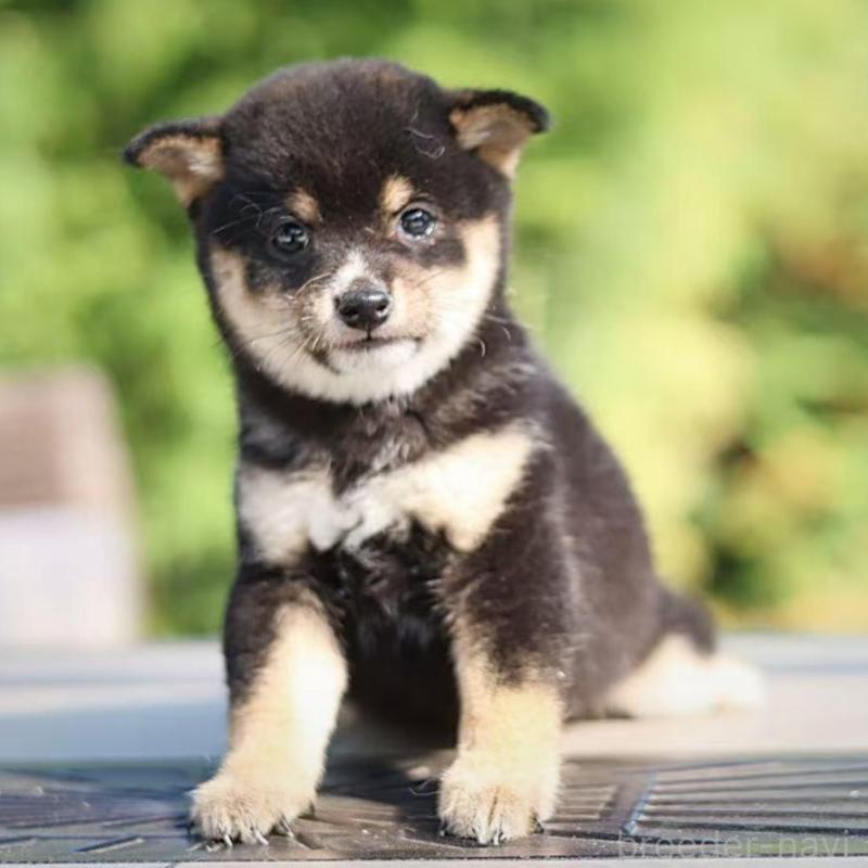 販売中の千葉県の豆柴-430513の5枚目