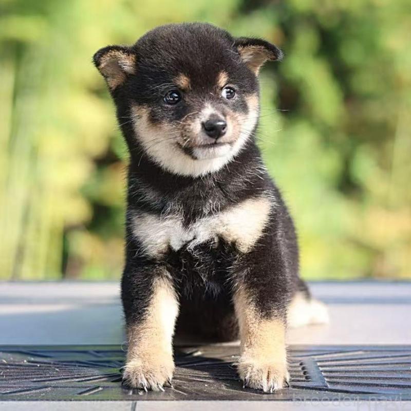 販売中の千葉県の豆柴-430513の4枚目