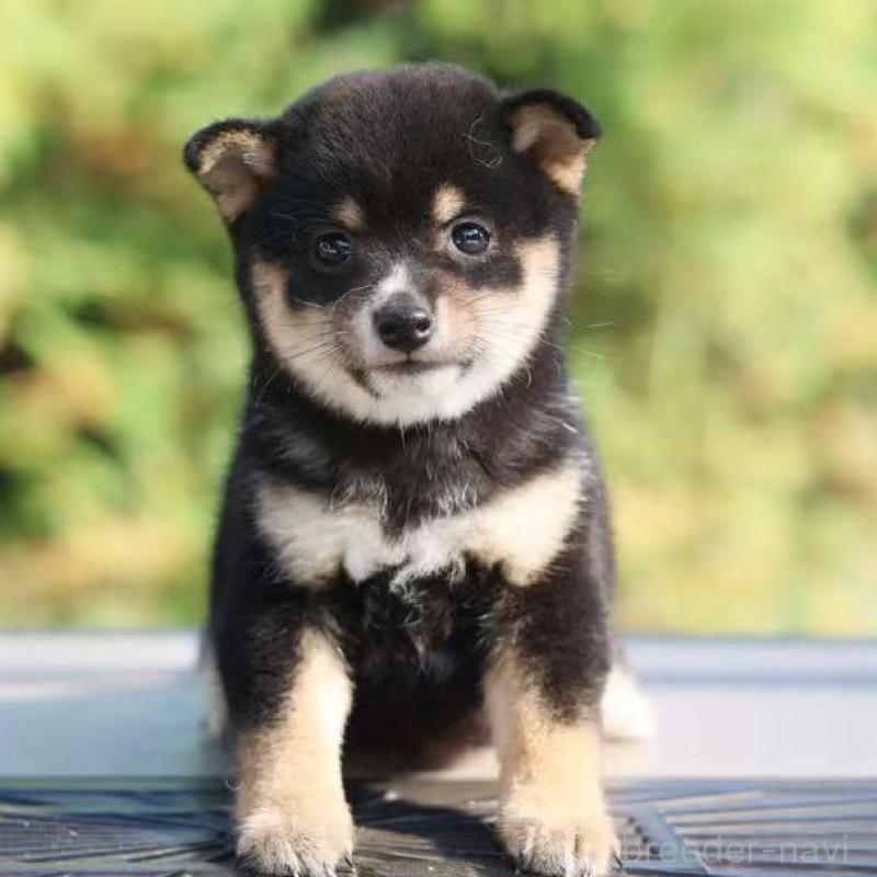 販売中の千葉県の豆柴-430513の1枚目