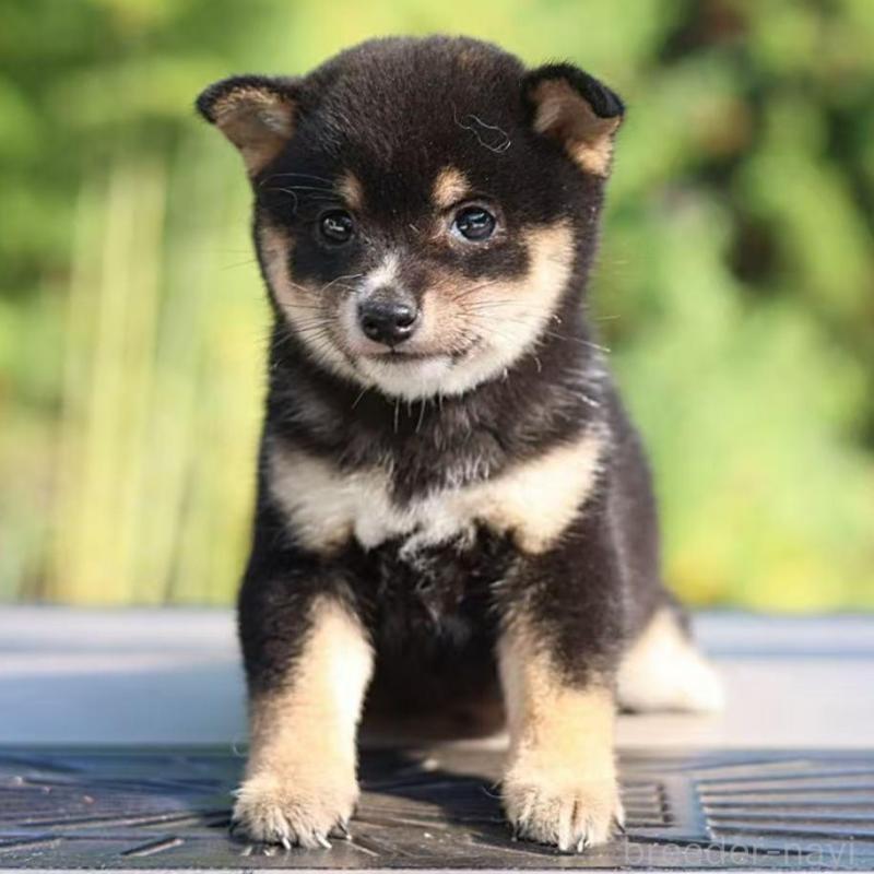 販売中の千葉県の豆柴-430513の3枚目