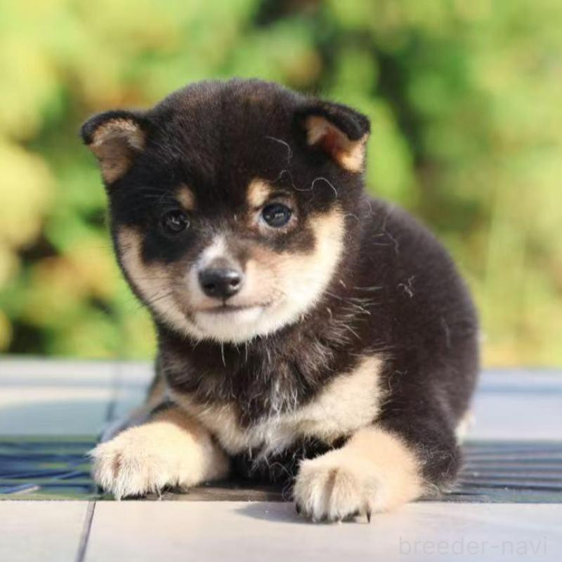 販売中の千葉県の豆柴-430513の2枚目