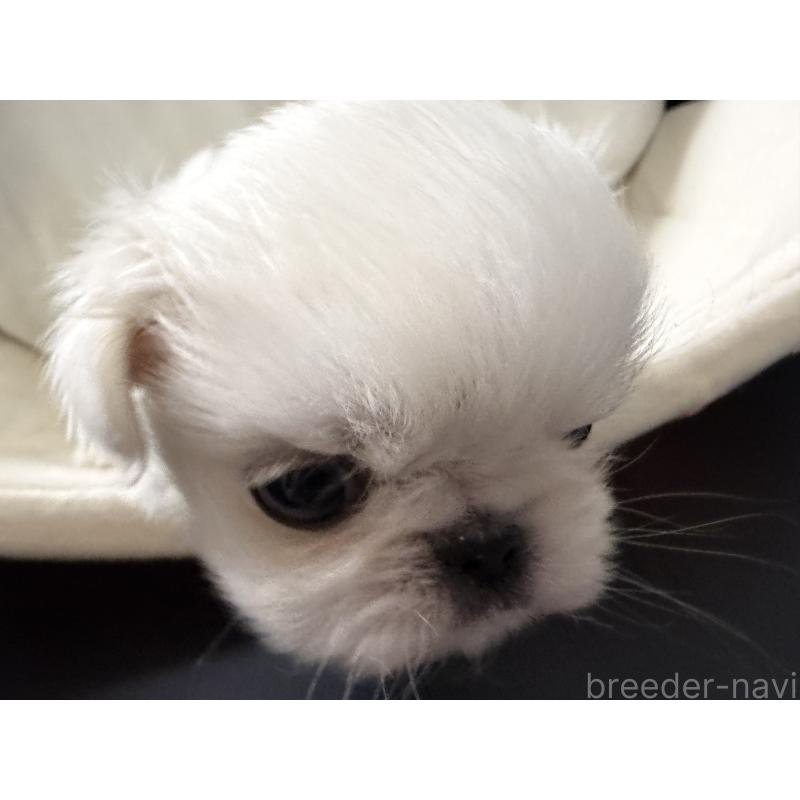 販売中の長野県のペキニーズ-430517の5枚目