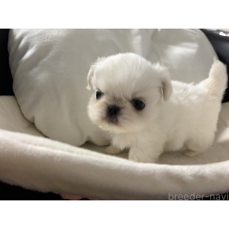 販売中の長野県のペキニーズ-430517の3枚目