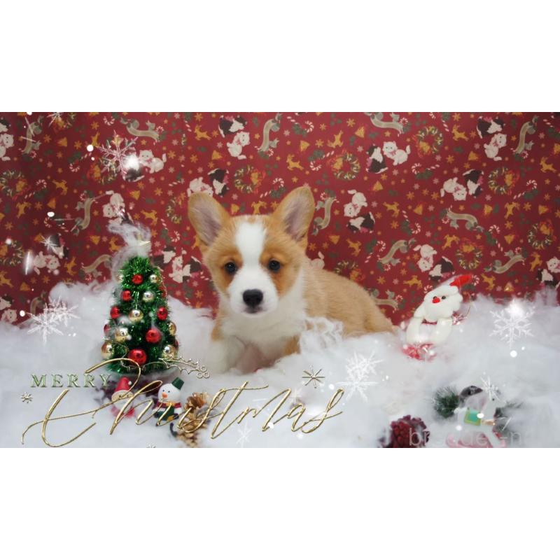 販売中の千葉県のウェルシュコーギーペンブローク-430506の3枚目