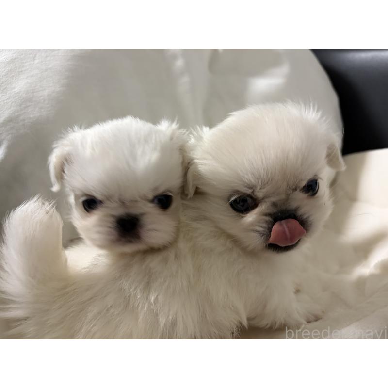 販売中の長野県のペキニーズ-430517の2枚目