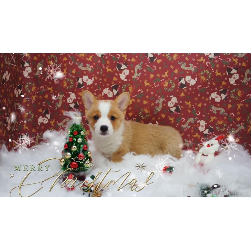 販売中の千葉県のウェルシュコーギーペンブローク-430506の2枚目