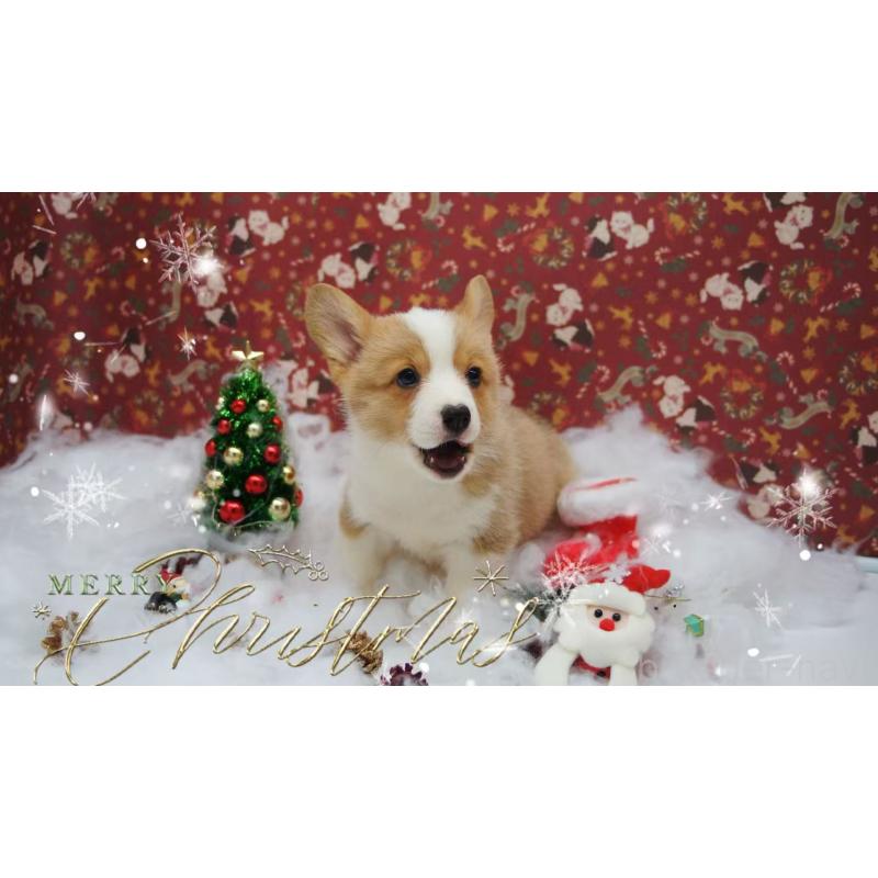 販売中の千葉県のウェルシュコーギーペンブローク-430496の5枚目