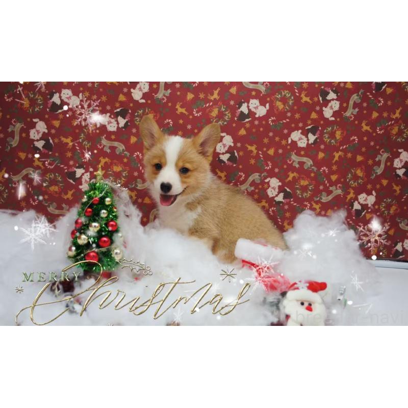 販売中の千葉県のウェルシュコーギーペンブローク-430496の4枚目