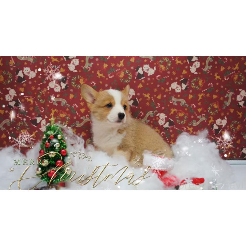 販売中の千葉県のウェルシュコーギーペンブローク-430496の3枚目